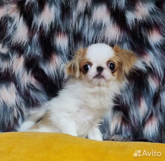 Супермини Хин