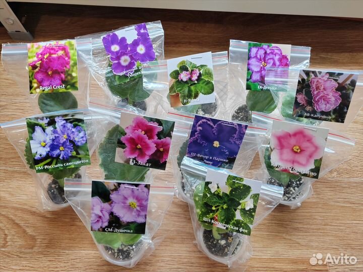 Сортовые фиалки (набор)