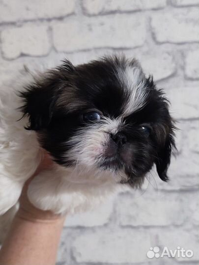 Щенки пекинеса