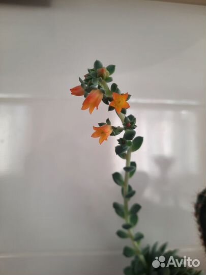 Суккуленты