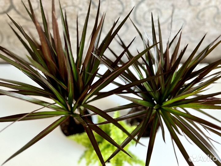 Комнатные цветы драцена Маргинанта Маджента