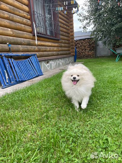 Шпица оставили и уехали