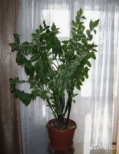 Педилантус