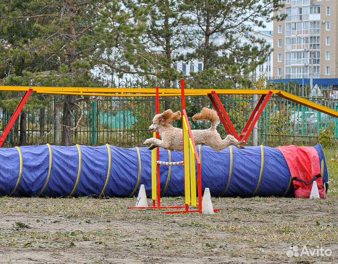 Той-пудель мини