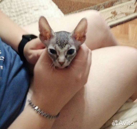 Котенок велюровый
