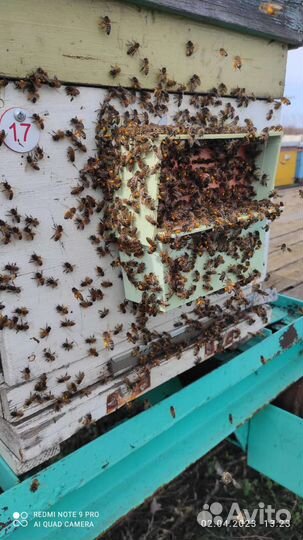 Пыльца 2023 г