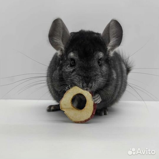 Шиншилла девочки