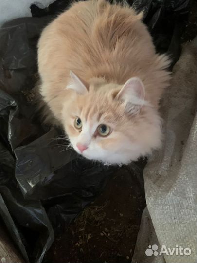 Два пушистых брата