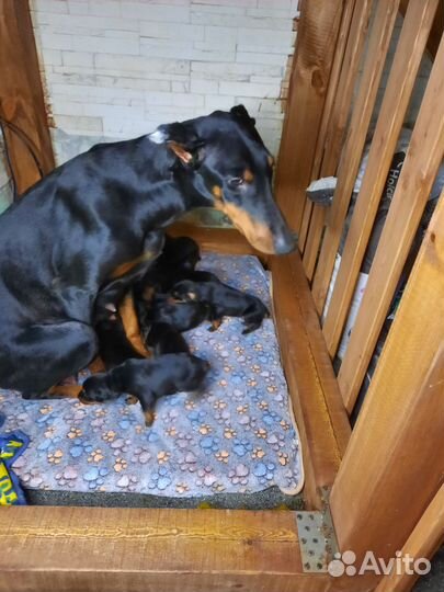 Щенки добермана девочки
