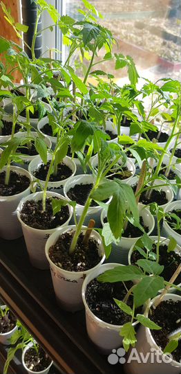 Рассада цветы и овощей