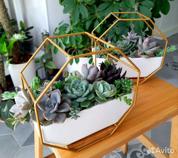 Садики с суккулентами