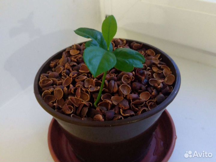 Лимон.Комнатное растение в горшке