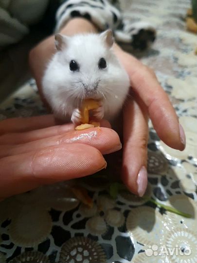 Джунгарский хомяк белый