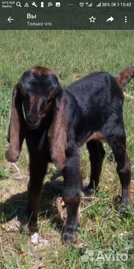 Англо нубийские козы