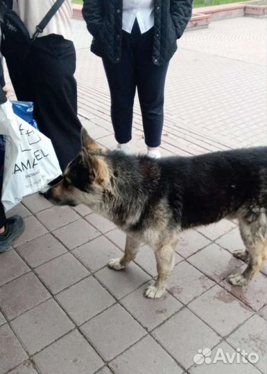 Восточноевропейская овчарка