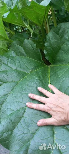 Ревень стебли/корень/рассада