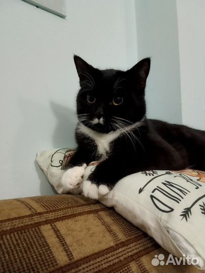 Котик в добрые руки