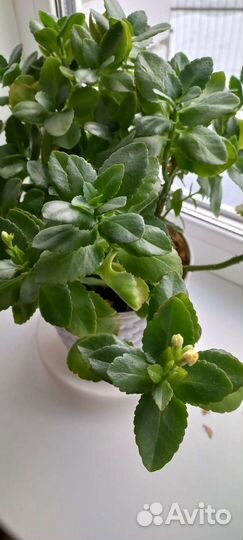 Каланхоэ цветущая, алоэ