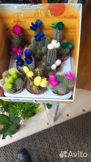 Цветы домашние в горшках. Метро Нахимовский пр