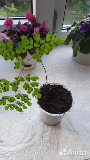 Сортовые фиалки и не только