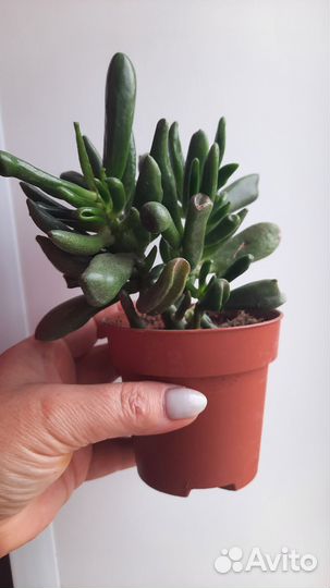 Крассула Хоббит