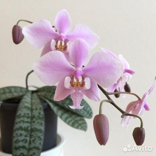 Орхидея фаленопсис Азия подростки нецветущие