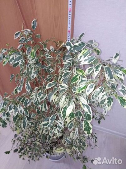 Фикус бенджамина