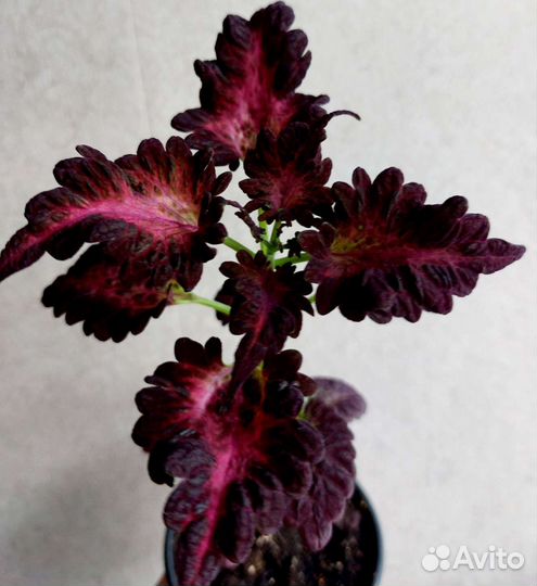 Колеус Блэк дракон