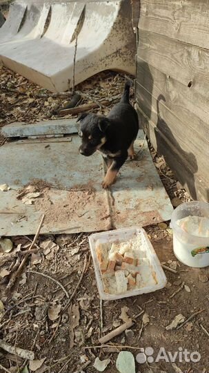 Щенки дворняжки