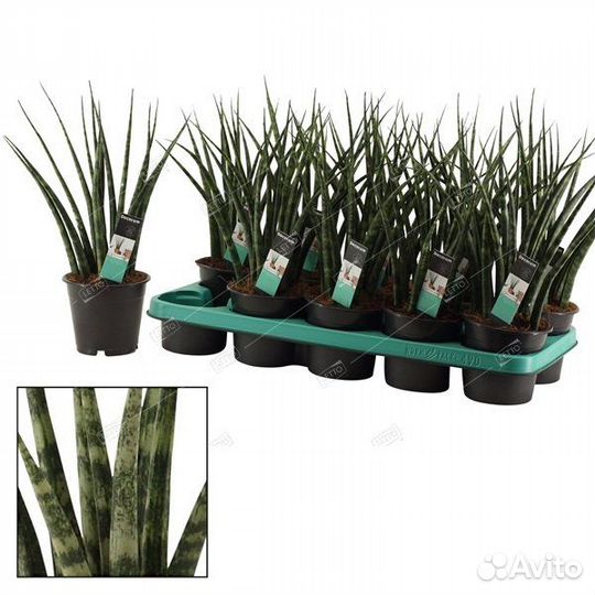 Сансевиерия Фернвуд Микадо Sansevieria Fernwood Mi