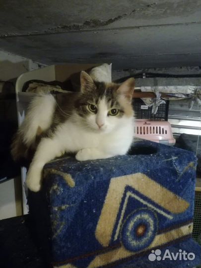 Кошкав добрые руки