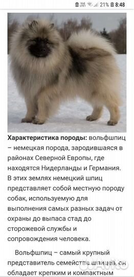 Щенки Кеесхонда (вольф шпиц)