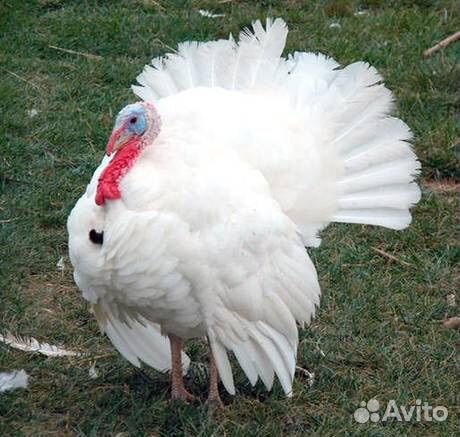 Индюки индюшата