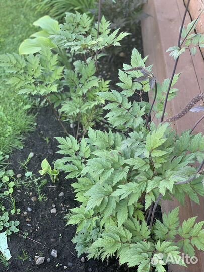 Клопогон многолетнее тенелюбивое растение