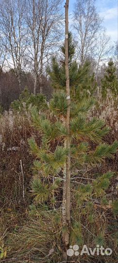 Сосна сибирская кедровая - кедр сибирский