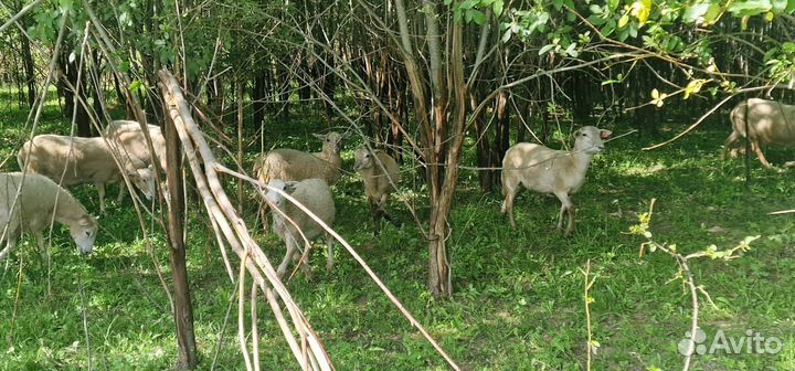 Катумская овца