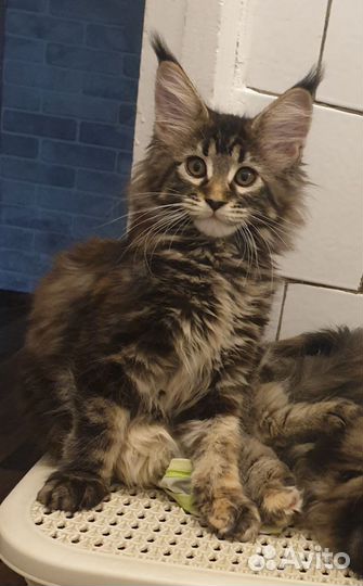Мейн Кун котёнок