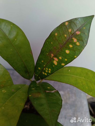 Много разных сортов кротонов