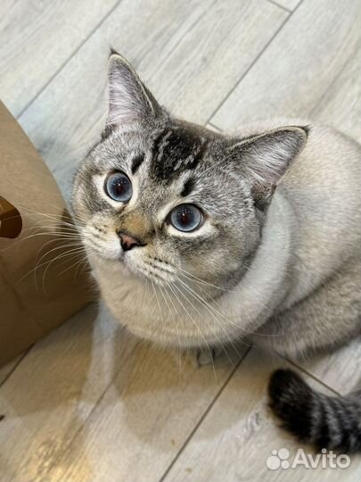 Серебристая шиншилла кошка