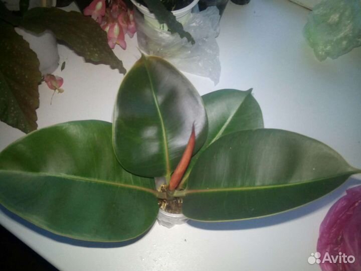 Фикус Эластика Робуста