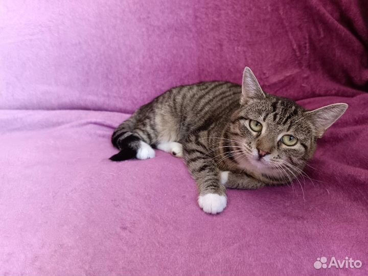 Кошка умная полосатая ласкуша