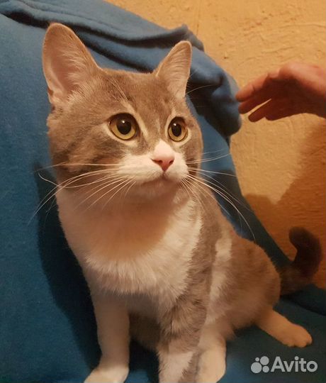 Кот Нафаня ищет дом