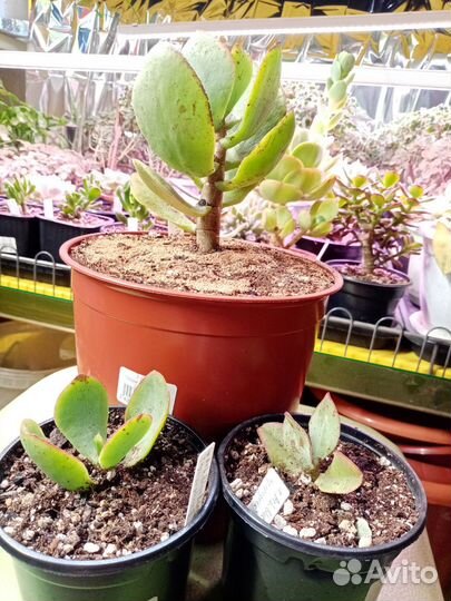 Суккуленты. Крассулы сортовые