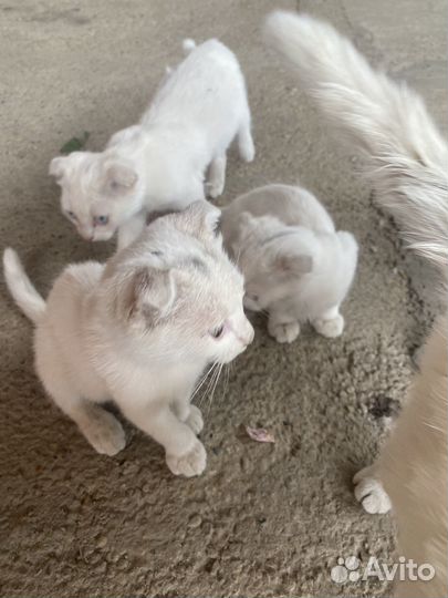 Котята в добрые руки бесплатно