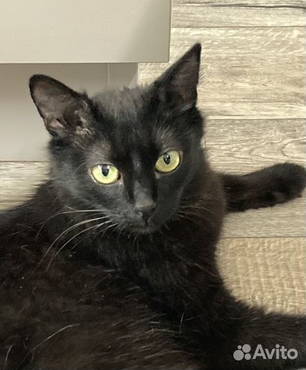 Кошка в дар