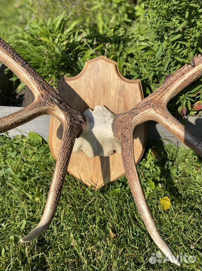 Рога изюбра