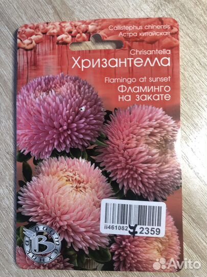 Рассада цветов хризантеллы