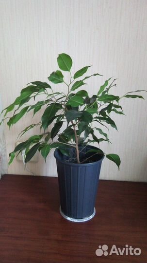 Фикус Бенджамина зеленый