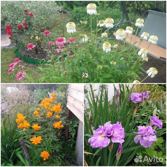 Многолетние садовые растения