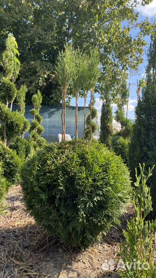 Туя смарагд в форме спирали, конуса, шаров